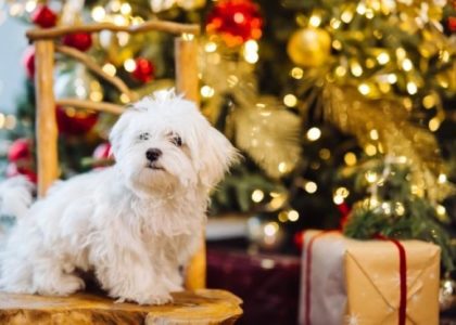 small-white-terrier-background