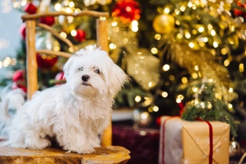 small-white-terrier-background