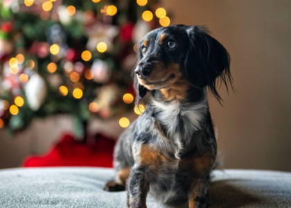 The Blue Christmas Tree: A Symbol of Prayer, Charity, and Kind Deeds