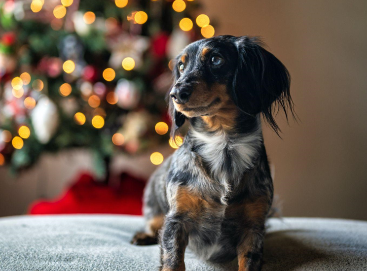 The Blue Christmas Tree: A Symbol of Prayer, Charity, and Kind Deeds